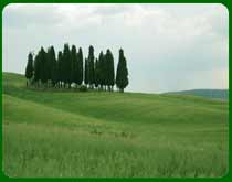 cypress trees