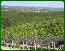 grapes on vines in chianti