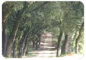 Pipistrelli Drive